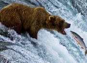 Mother nature is a balance. Try to convince this bear to be a vegan