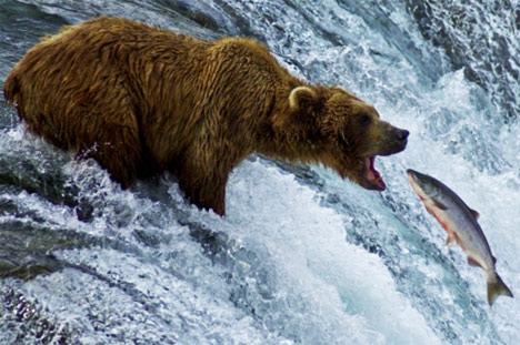 Bears Eating Salmon