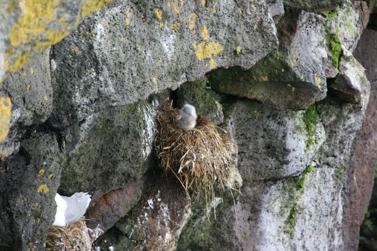 St. Paul island birds